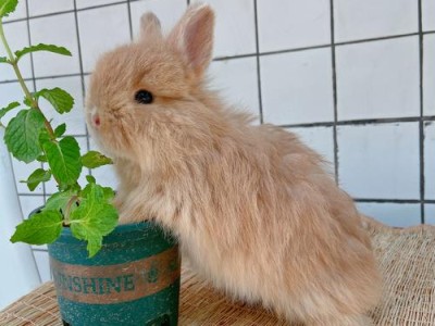 宠物兔的品种及生理特征