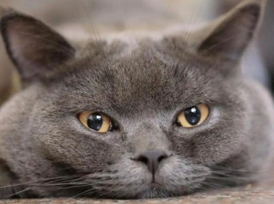 夜猫子英文短语