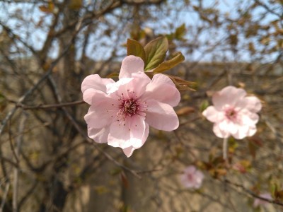 海棠花下，爱的名字 探索情侣间的海棠花语