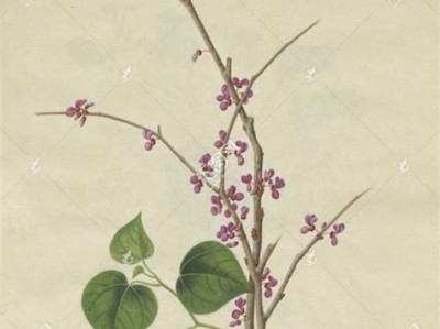 紫荆花培训机构