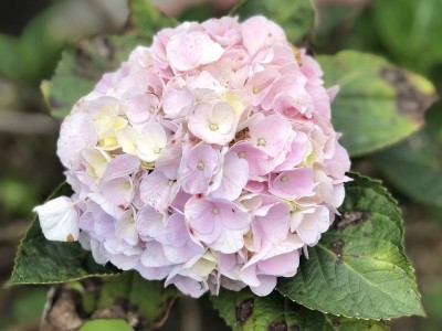 海棠花开，探索名字背后的文化与情感