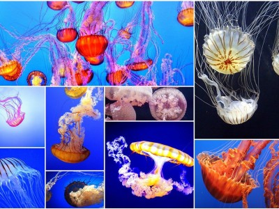 探索智慧的海洋，常识知识大全题库直播的魅力与价值