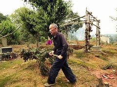 坟头长竹