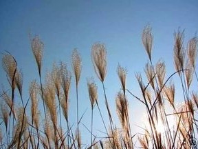 难忘峡河边白茫茫的芦苇——培训心得体会