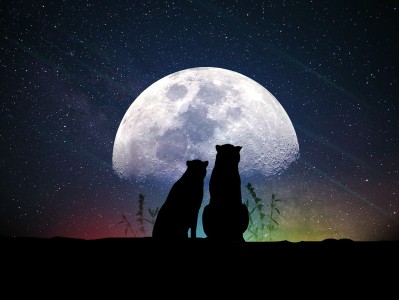 探索量子世界的奥秘，薛定谔的猫