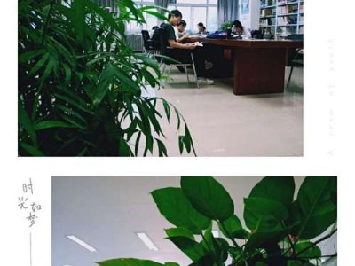 昆山图书馆绿植出租厂家