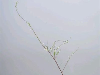 插花艺术活动简讯