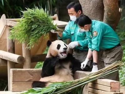 福宝的盛夏之约大熊猫的新篇章