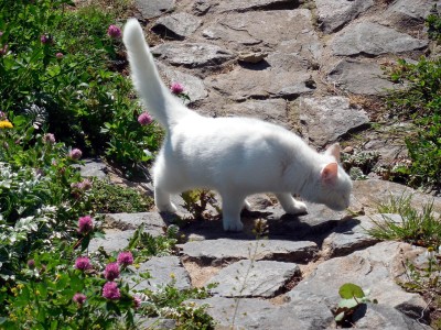薛定萼的猫，量子世界的奇妙冒险