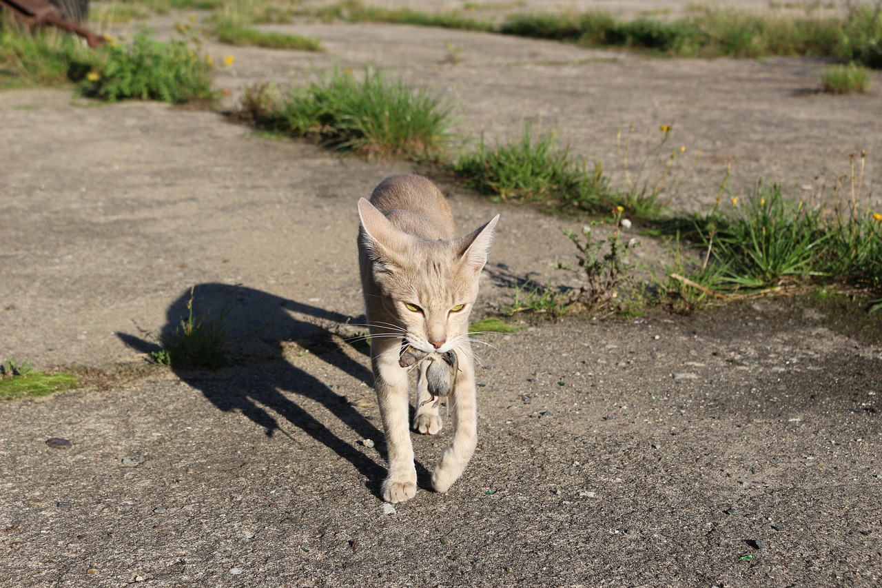 王欣瑜的猫咪狩猎再现，竞技场上的新篇章