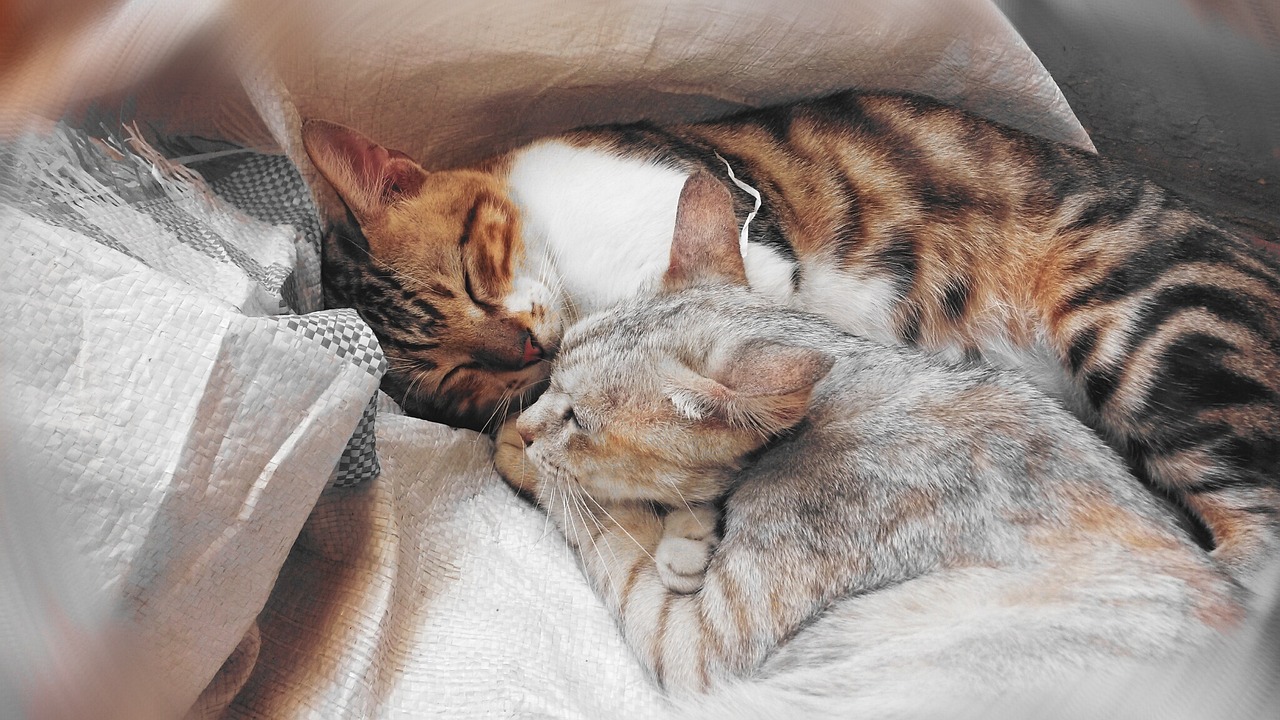 带狗取快递把猫打死，宠物管理呼唤文明与责任