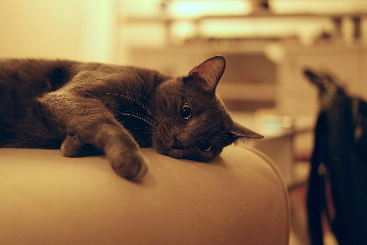 年轻人把猫盘出班味，宠物猫成为都市青年生活的新风尚