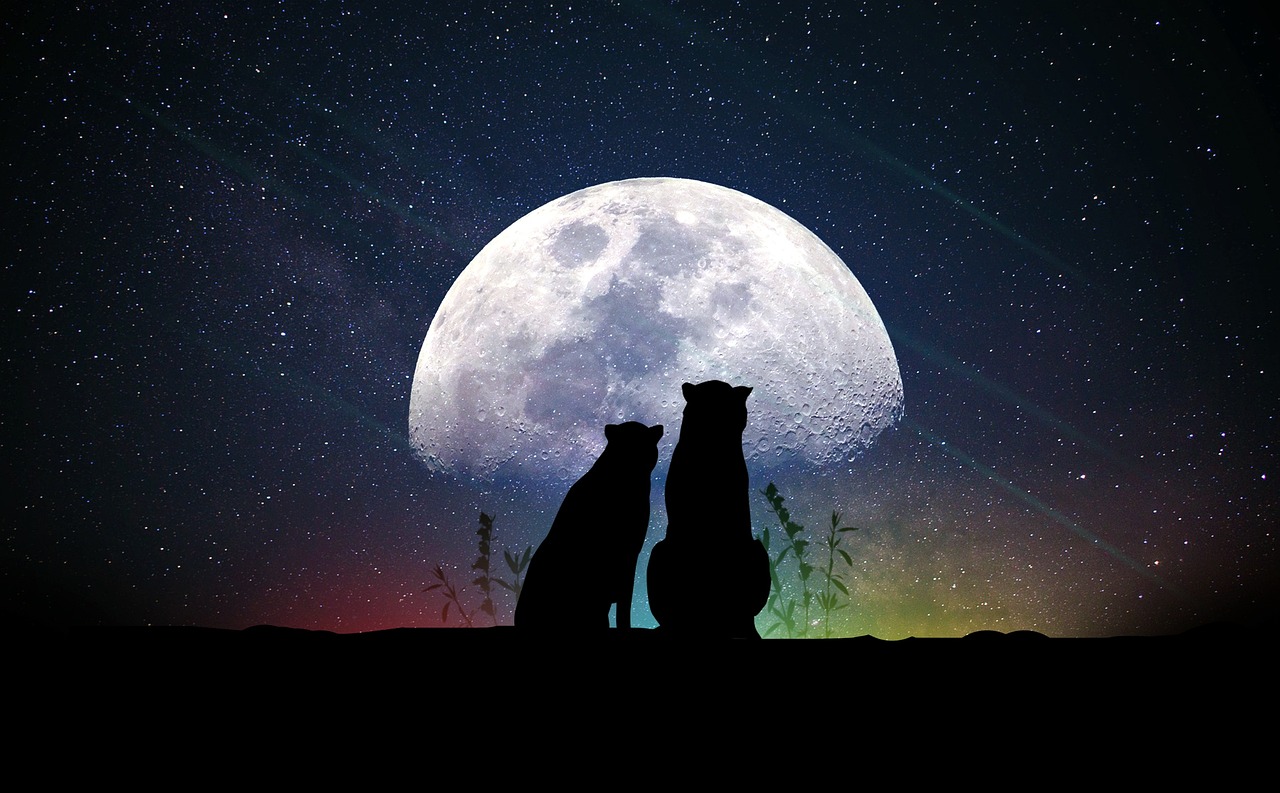 探索量子世界的奥秘，薛定谔的猫