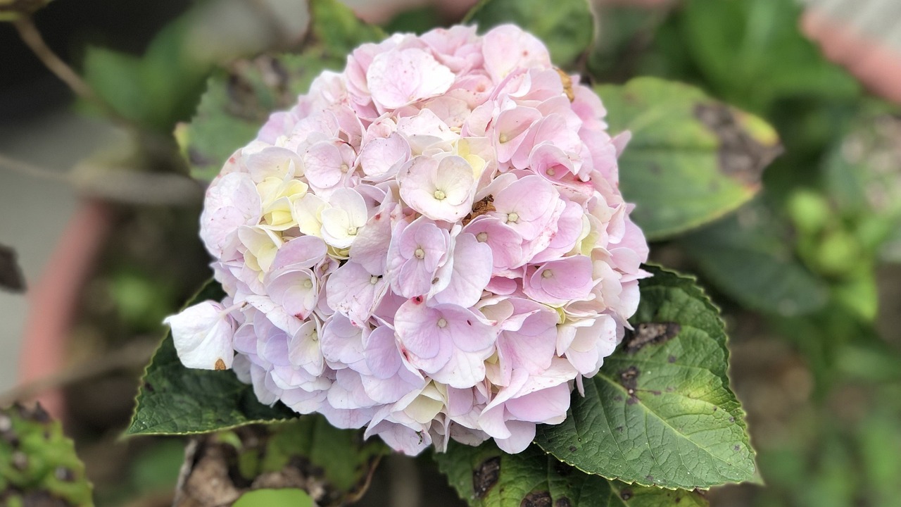 海棠花开，探索名字背后的文化与情感